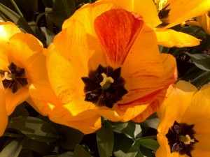holandsko-keukenhof